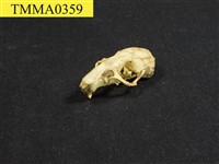 藏品(溝鼠頭骨)的圖片